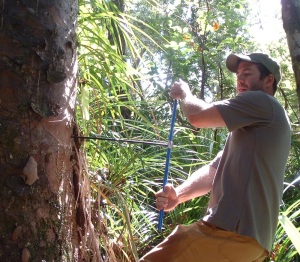 Andrew Lorrey extracting a tree ring sample. Image: Tree Ring Laboratory, University of Auckland
