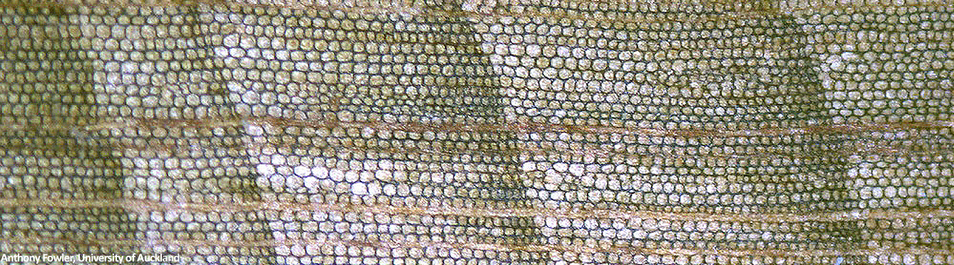 Microscopic view of cells from a Kauri tree ring sample. Image: Anthony Fowler, University of Auckland